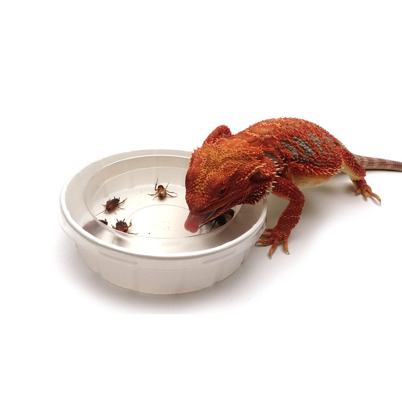 Feeder Cups, Large 5" x 1-1/4", 3 Each