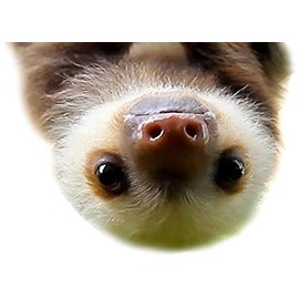 Cute Baby Sloth - Sticker Graphic - Auto, Wall, Laptop, Cell, Truck Sticker for Windows, Cars, Trucks