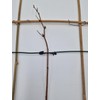 Raspberry Clip Wire Clip for Viniculture Berry Growing Pack of