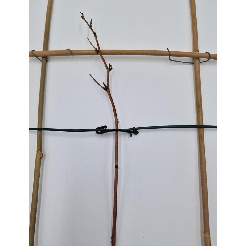 Raspberry Clip Wire Clip for Viniculture Berry Growing Pack of