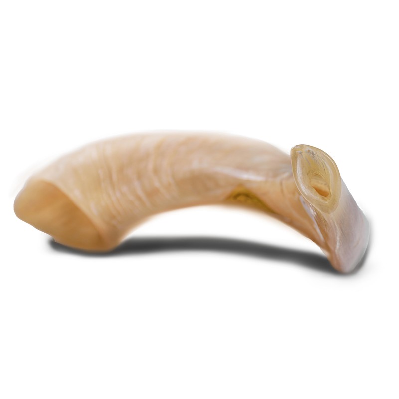 Original Ram Horn Shofar Natural Colors (17,3¨-19,6")
