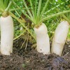 Outsidepride Daikon Radish Cover Crop Seed - 1 OZ