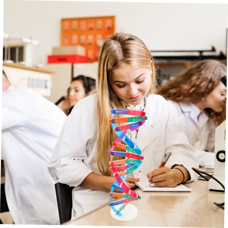 BESPORTBLE Self Assembling DNA Model Kit Interactive Science Educational Tool