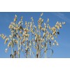 Pure Herbs: Oatstraw - 4 oz.