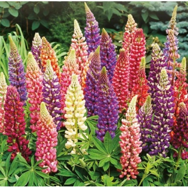 Lupin Flower Seeds Russell Mix Perennial Plant Hardy 200 Seeds Zip Pack Fresh Colour