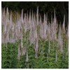 Everwilde Farms - 2000 Culver's Root Native Wildflower Seeds -