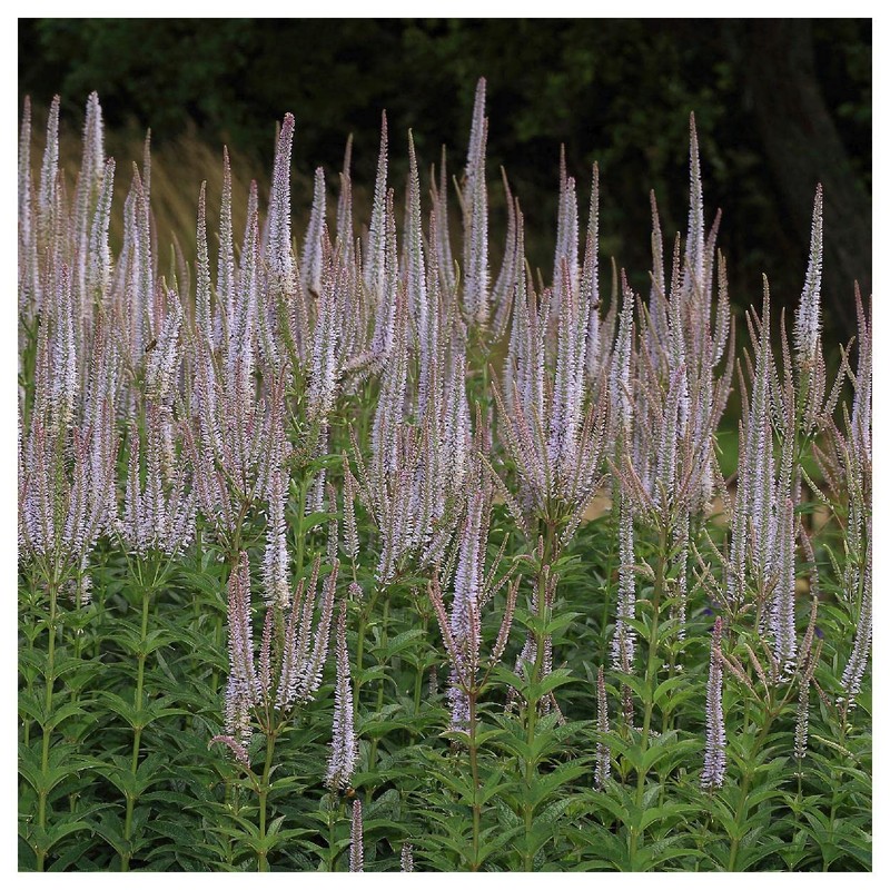 Everwilde Farms - 2000 Culver's Root Native Wildflower Seeds -