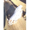 Mega-Buck Products EUROPEAN SKULL BLEACHING(whit