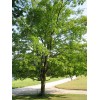 The Jonsteen Company Canada Sugar Maple | Tree Seed Grow