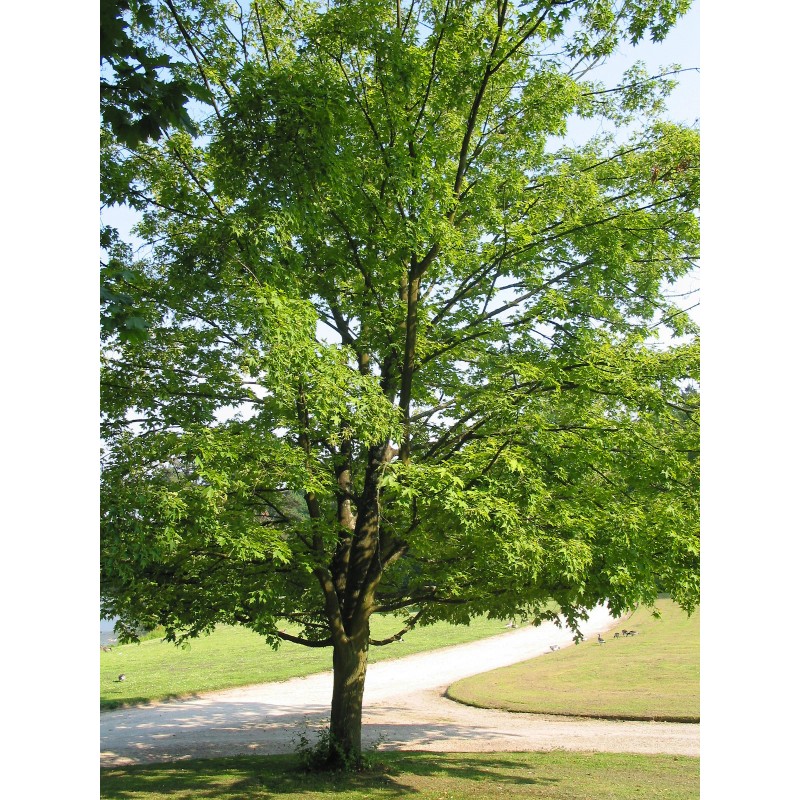The Jonsteen Company Canada Sugar Maple | Tree Seed Grow