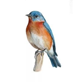 Bluebird. Print of an original watercolor painting. Backyard Bird illustration.