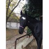 Knot Halter with Rope for Horses - Padded Nose and