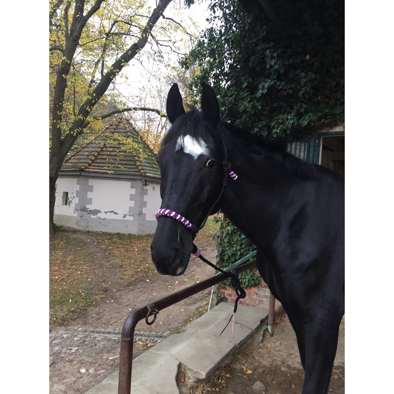 Knot Halter with Rope for Horses - Padded Nose and