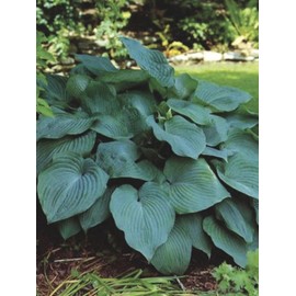 Perennial Farm Marketplace Hosta x 'Blue Angel' (Plantain Lily) Perennial, Size-#1 Container, Deep Bluish Leaves with White Flowers