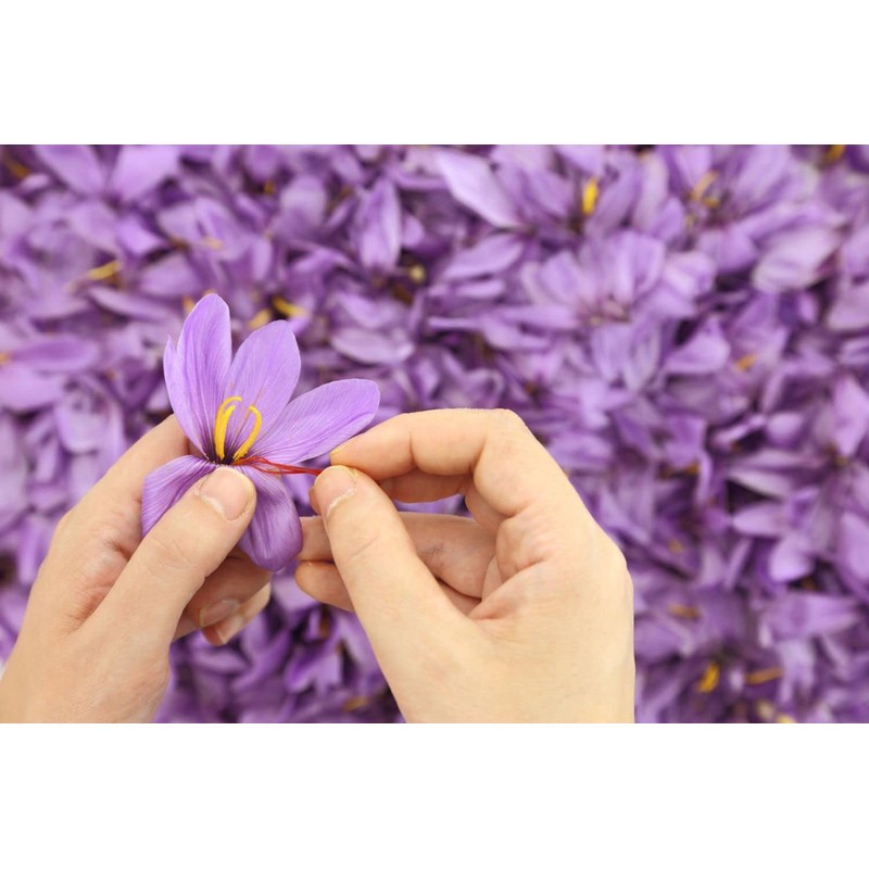 The Gathering of Saffron Brand Saffron, Pure Spanish, Imported by