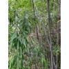 Black Timber Bamboo Nigra Daikokuchiku California Giant Bare Root Plant