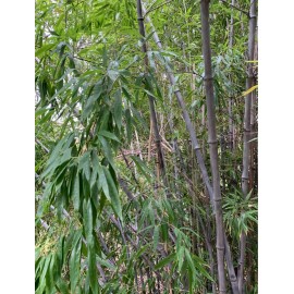 Black Timber Bamboo Nigra Daikokuchiku California Giant Bare Root Plant Rhizome