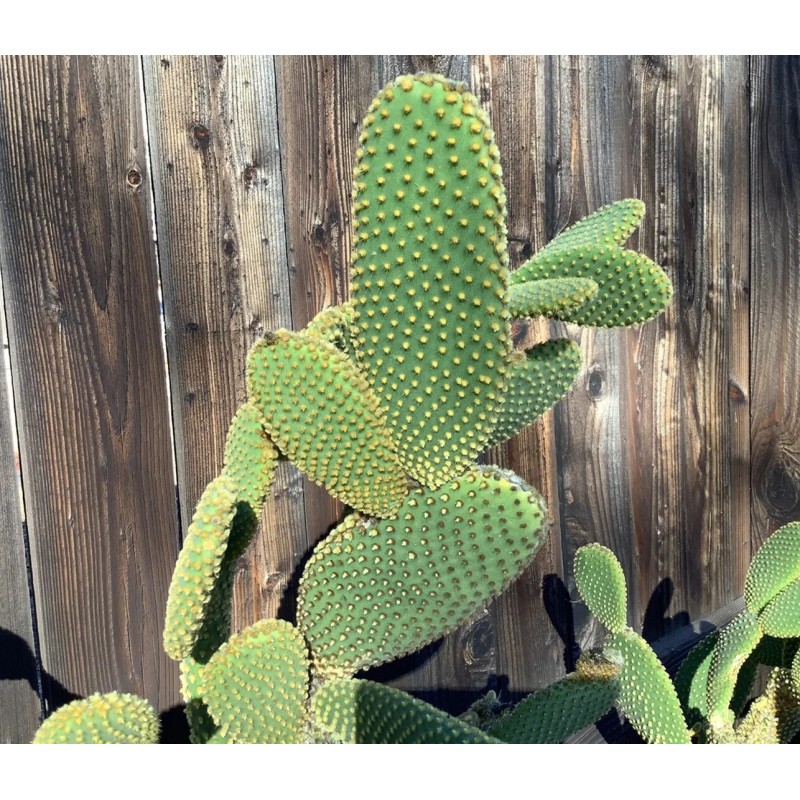 Cactus Jack Opuntia microdasys (Bunny Ears Cactus) Fresh Cuttings 7