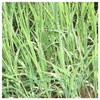 Everwilde Farms - 1000 Rice Cut Grass Native Grass Seeds