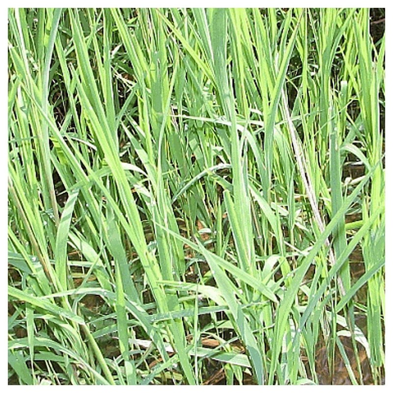 Everwilde Farms - 1000 Rice Cut Grass Native Grass Seeds
