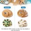SKOOLOVE Hermit Crab Casing, Natural Sea Shell Size 5.2-7 cm,