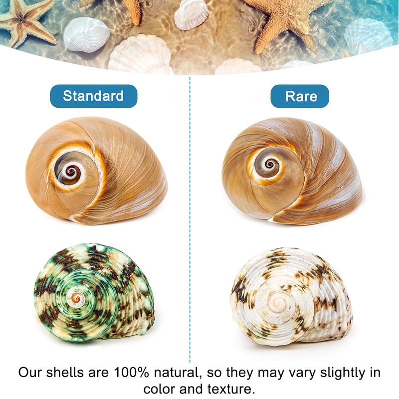 SKOOLOVE Hermit Crab Casing, Natural Sea Shell Size 5.2-7 cm,