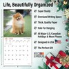 RED EMBER Pomeranians 2025 Wall Calendar 12 Month | 12"