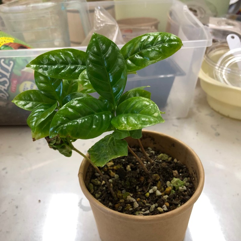 coffee tree cultivation kit