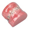 Demonstration Orthodontics Dental Model Disassembled Resin Teeth Model for Teaching