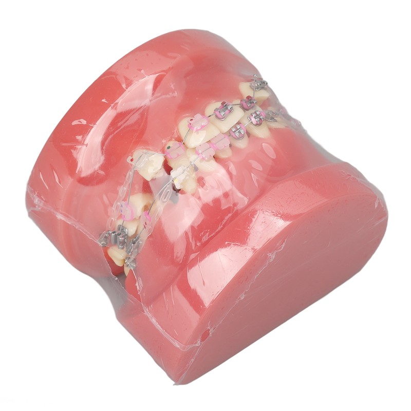 Demonstration Orthodontics Dental Model Disassembled Resin Teeth Model for Teaching