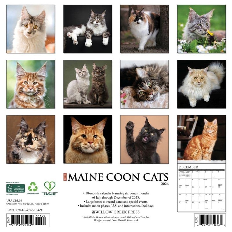 Willow Creek Press, Just Maine Coon Cats 2026 Wall Calendar,