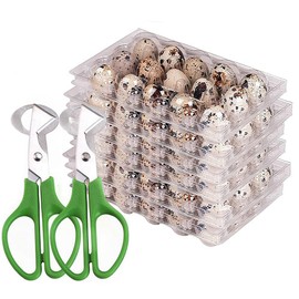 Custom Quail Egg Cartons - Small Egg Holders for Countertop, Hatching Trays, Scissors