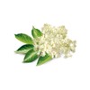 Elderflower Extract - Aromatic Floral Flavoring - Non-GMO - Gluten
