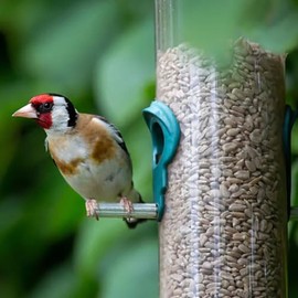 Leagrams Leagrams Premium Sunflower Hearts 25.1kg