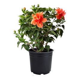 American Plant Exchange Live Tropical Double Peach Hibiscus Plant with Colorful Blooms, Plant Pot for Home and Garden Decor, 10" Pot