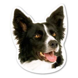 Magnet America Border Collie Dog Magnet is 5.25" x 4.5" Made for Vehicles and Refrigerators