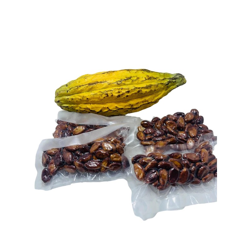 Organic Cocoa Seeds, Cacao Seeds, Theobroma cacao 50 Seeds Pack