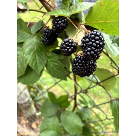 Unbranded 1 Big Daddy Thornless Blackberry Live Plants Outdoor Garden Make Large Berrys