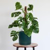 D'vine Dev 10 Inch Ceramic Planter Pot with Drainage Hole