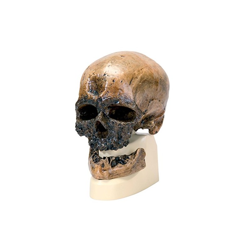 3B Scientific VP752/1 Crô-Magnon Anthropological Skull Model, 8.5" x 5.9"