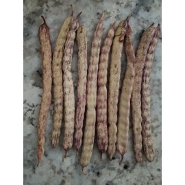 10 Honey Mesquite Seed Pods ( Prosopis glandulosa) Drought Tolerant Legume, 2024