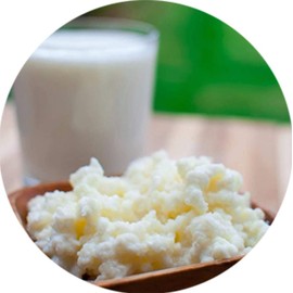 Milk Kefir Grains Live Scoby Bulgaros - Fresh Live Active Probiotic Starter Cultures
