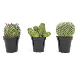 Altman Plants, Assorted Cactus Plants Live Plants (3PK), Cactus Plant Live Succulents Plants Live Cactus Decor, Indoor Plants Live House Plants in Cactus Soil, Live Cacti Plants Live Succulent Plants