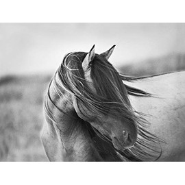 Fierce Grace Tony Stromberg Western Horse Animal Art Poster Print by Tony Stromberg, Overall Size: 26x20, Image Size: 24x18