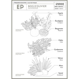 Compagnie de Provence Savon de Marseille Extra Pure Liquid Soap - Olive Wood - 10 Fl Oz Plastic Pump Bottle