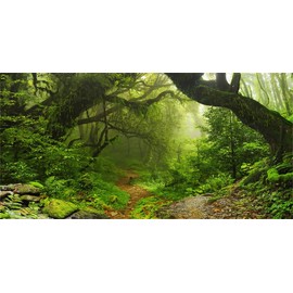 Yeele 10x5ft Enchanted Forest Backdrop Large Vinyl Photography Background Jungle Woods Dirt Road Nature Scenery Backdrop Camping Hiking Adventure Adults Boys Girls Portraits Photo Video Props
