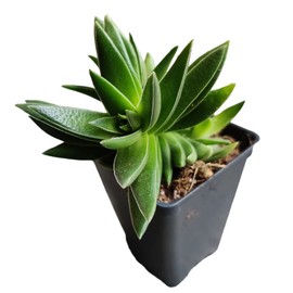 FOLIAGEMS Live Plants from USKC (2.6"W*3.4"H Pot) (Crassula Corymbulosa)