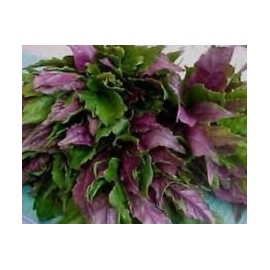 1 OKINAWA SPINACH live Plant - Edible Gynura crepioides / purple color