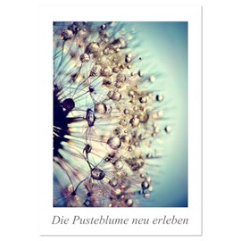 Die Pusteblume neu erleben (Wandkalender 2026 DIN A3 hoch), CALVENDO Monatskalender: Mit 12 spektakuläre Makroaufnahmen der Pusteblume ist dieser ... Blickfang an der Wand. (CALVENDO Natur)