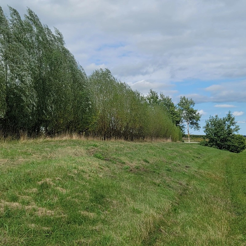 Austree 25 Hybrid Willow Tree Fast Growing Shade Screen Windbreak